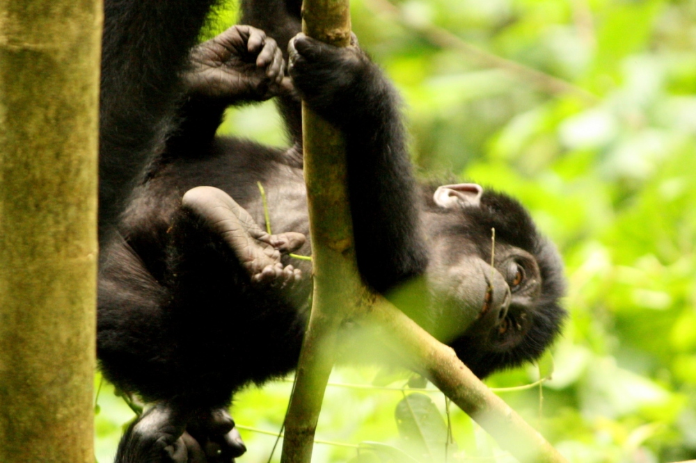 Gorilla & Chimpanzee Tours Uganda